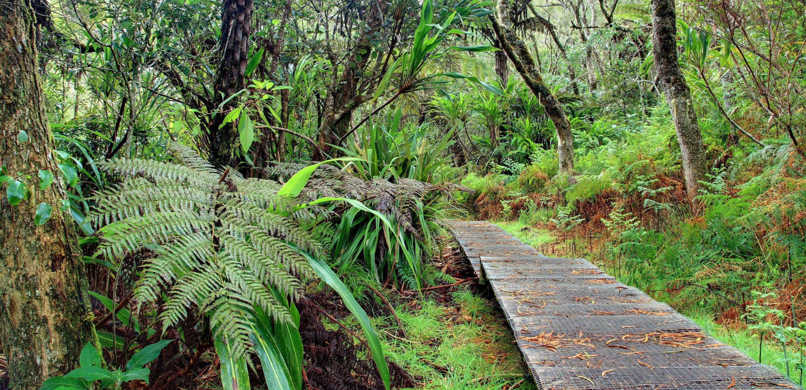 Forêts de Bébour et Bélouve