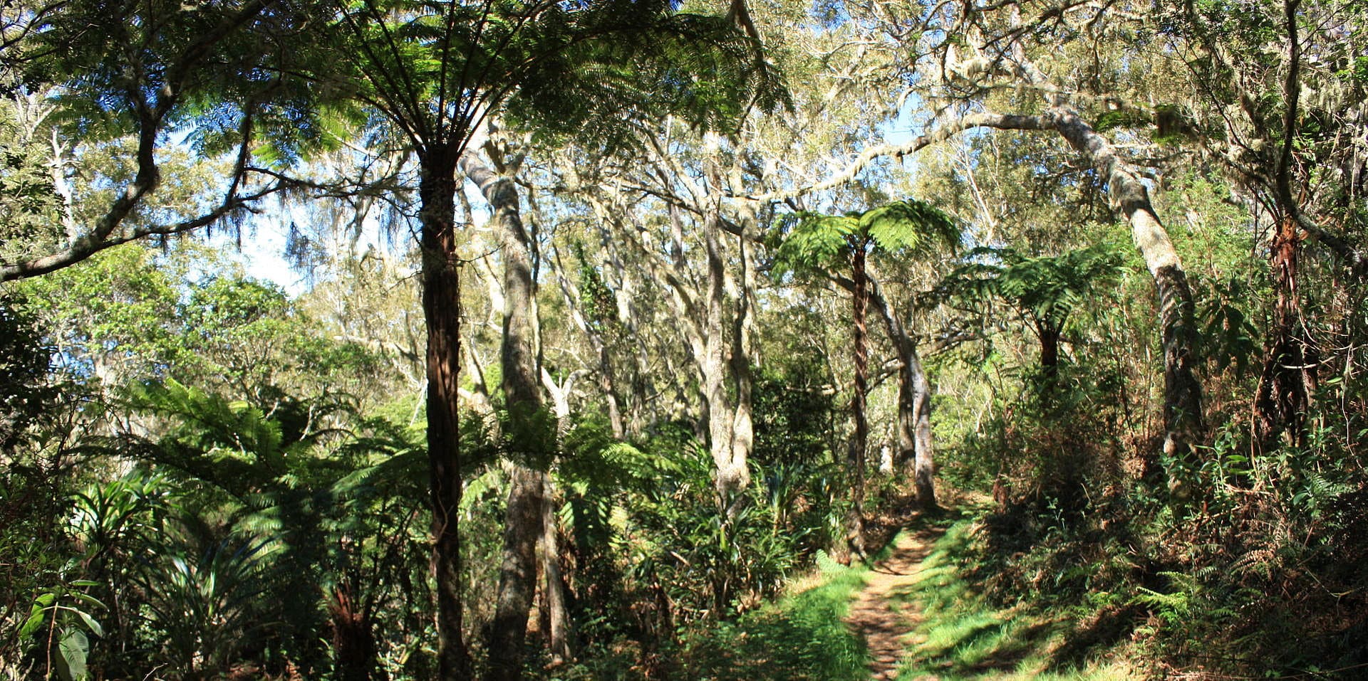 Forêt du Tévelave